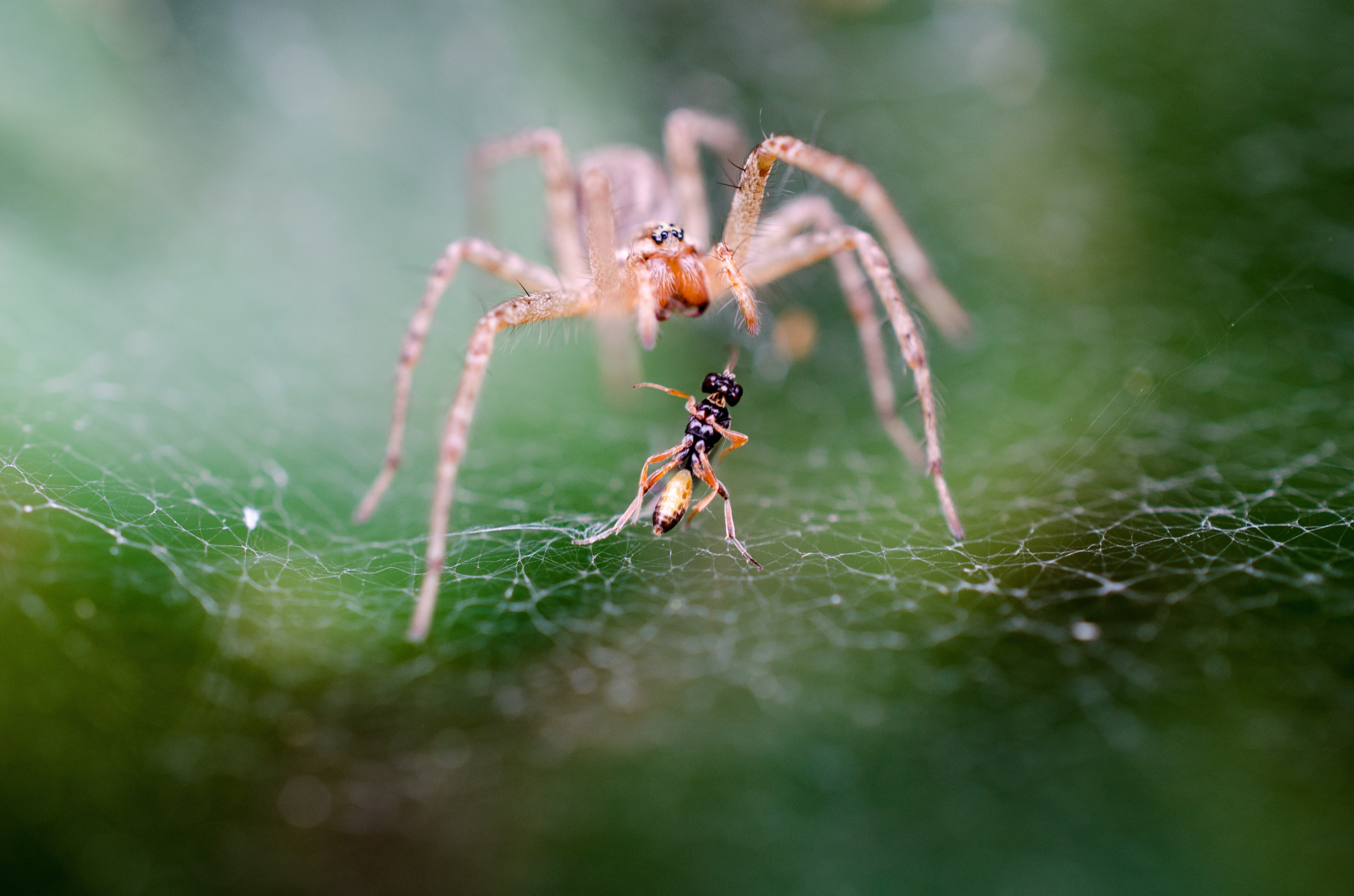 A Spider on Its Web - A Sense of Feel